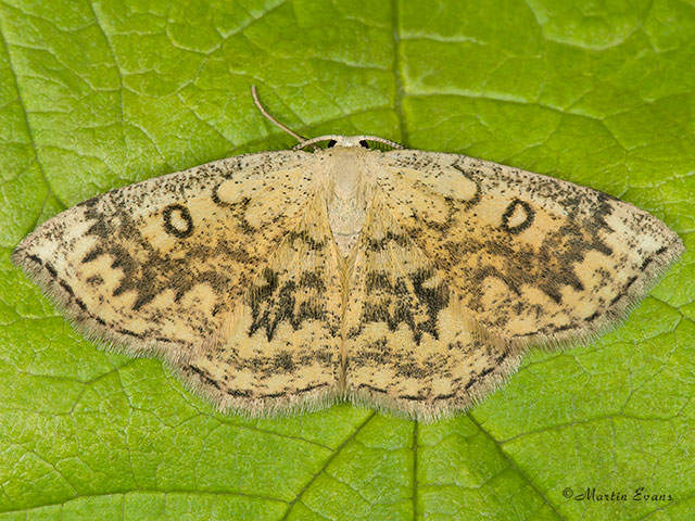  70.031 Mocha Copyright Martin Evans 