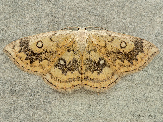  70.031 Mocha Copyright Martin Evans 