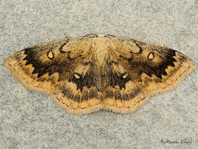  70.031 Mocha Copyright Martin Evans 