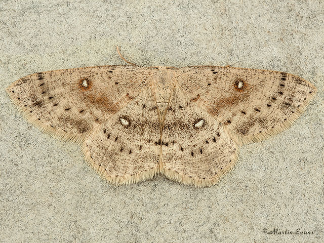  70.032 Birch Mocha Copyright Martin Evans 