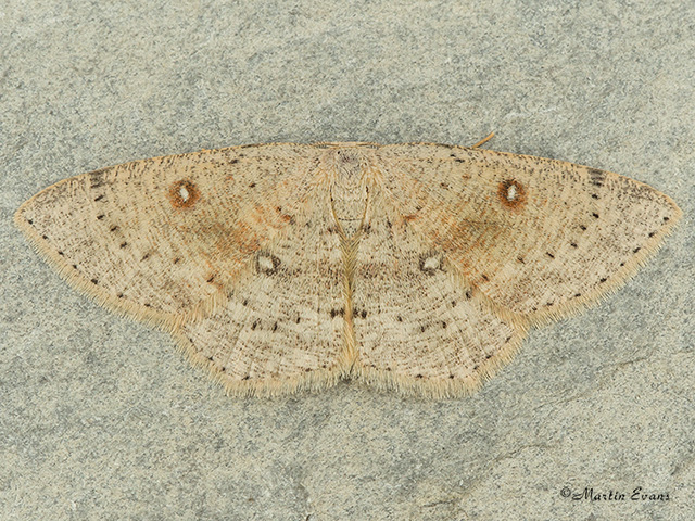  70.032 Birch Mocha Copyright Martin Evans 