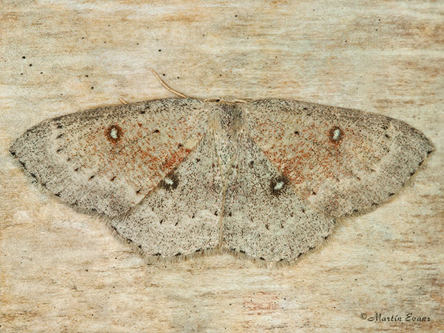  70.032 Birch Mocha Copyright Martin Evans 