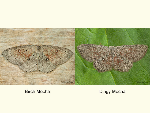  70.032 Birch Mocha and Dingy Mocha Copyright Martin Evans 