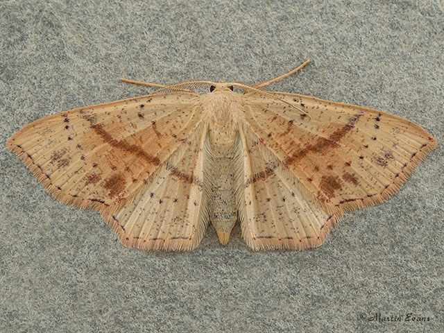  70.036 Maidens Blush Copyright Martin Evans 