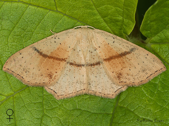  70.036 Maidens Blush female Copyright Martin Evans 