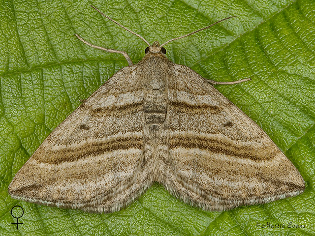  70.039 Oblique_Striped female Copyright Martin Evans 