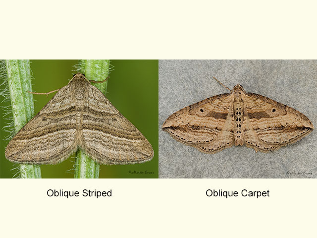  70.039 Oblique_Striped and Oblique Carpet Copyright Martin Evans 