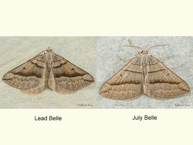  70.040 Lead Belle and July Belle Copyright Martin Evans 