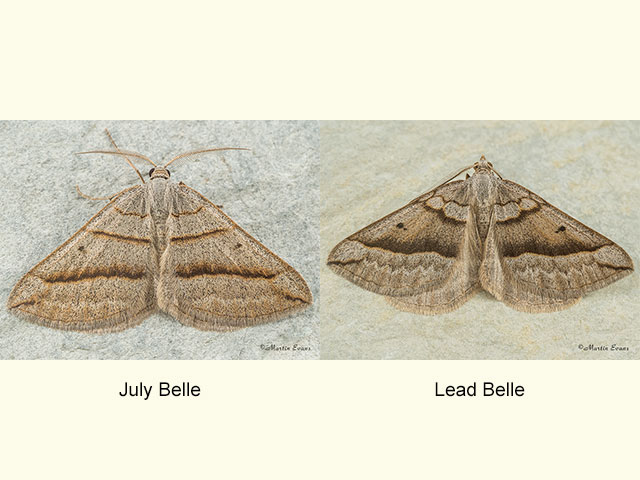  70.041 July Belle and Lead Belle Copyright Martin Evans 
