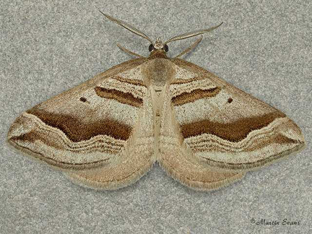  70.042 Spanish Carpet Copyright Martin Evans