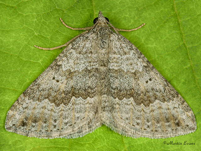 70.043 Chalk Carpet Copyright Martin Evans 