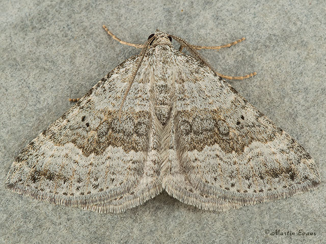 70.043 Chalk Carpet Copyright Martin Evans 