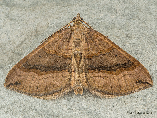  70.045 Shaded Broad-bar Copyright Martin Evans 