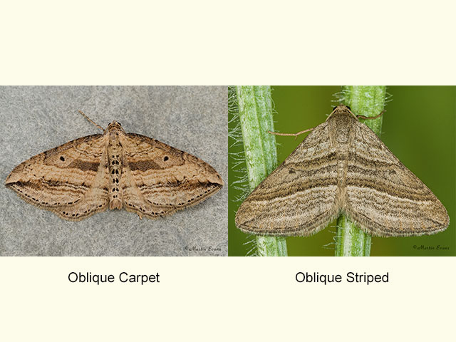 70.046 Oblique Carpet and Oblique Striped Copyright Martin Evans 