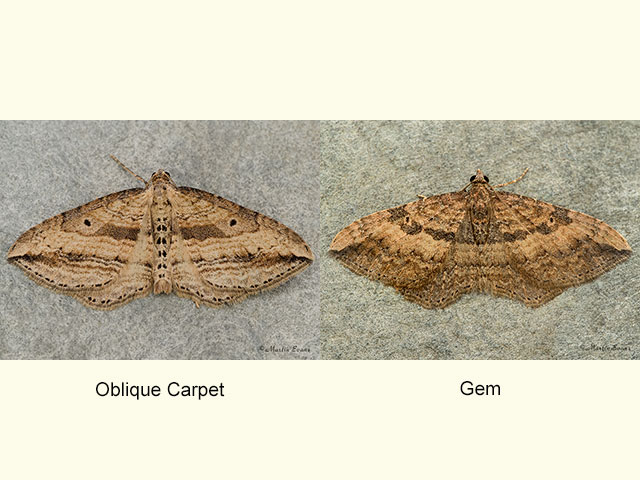  70.046 Oblique Carpet and Gemd Copyright Martin Evans 