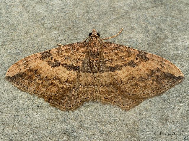  70.047 Gem Copyright Martin Evans 