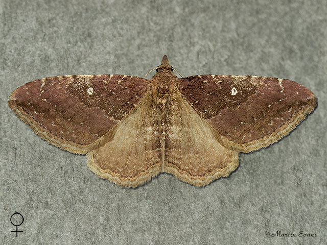  70.047 Gem female Copyright Martin Evans 
