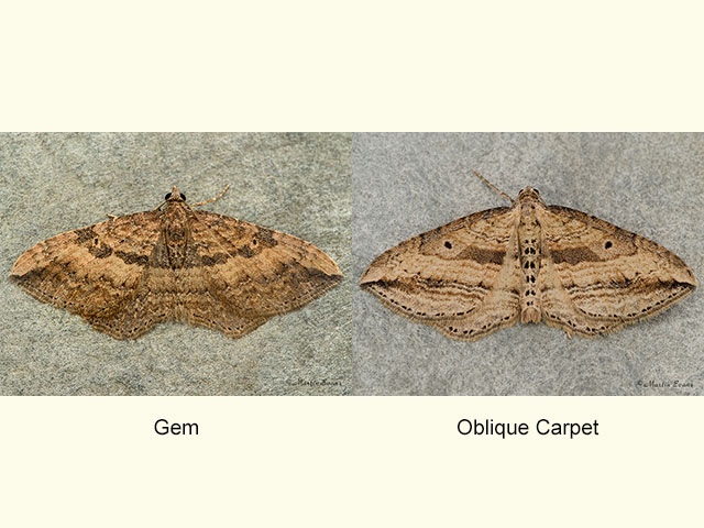 70.047 Gem and Oblique Carpet Copyright Martin Evans 