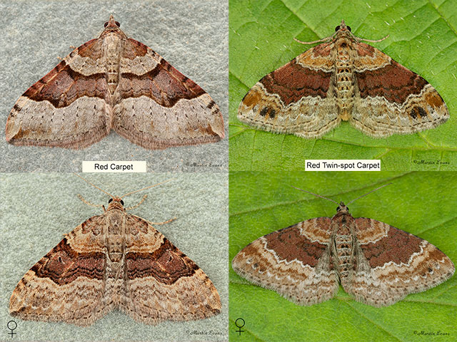  70.048 Red Carpet and Red Twin-spot Carpet Copyright Martin Evans 