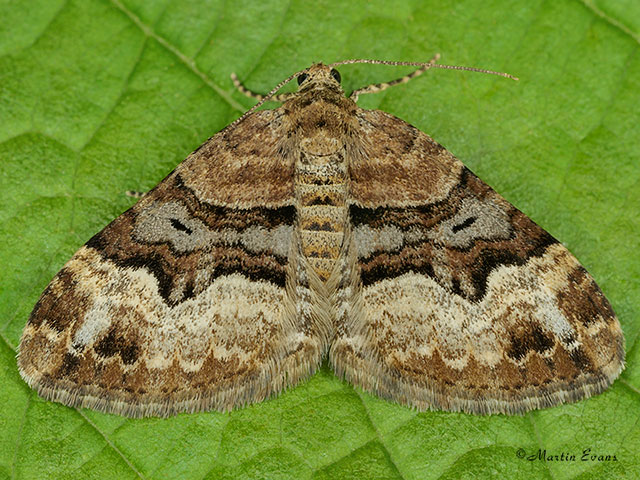  70.050 Balsam Carpet Copyright Martin Evans 