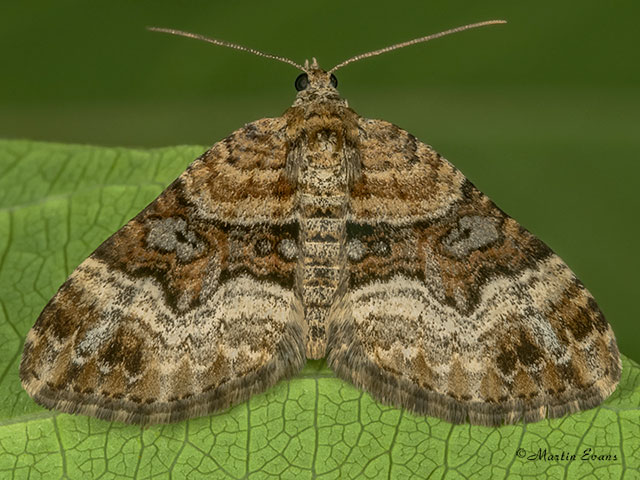  70.050 Balsam Carpet Copyright Martin Evans 