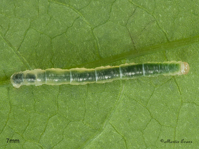  70.050 Balsam Carpet larva 7mm Copyright Martin Evans 