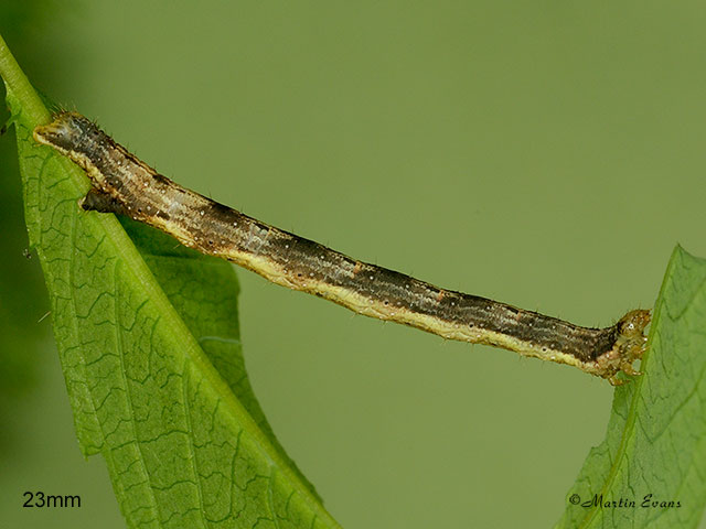  70.050 Balsam Carpet larva 23mm Copyright Martin Evans 