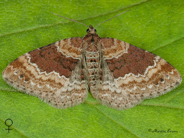 70.051 Red Twin-spot Carpet female Copyright Martin Evans 