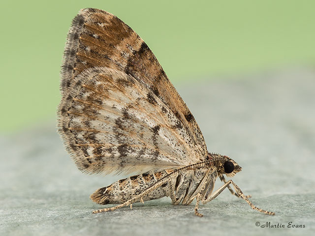  70.051 Red Twin-spot Carpet male underside Copyright Martin Evans 