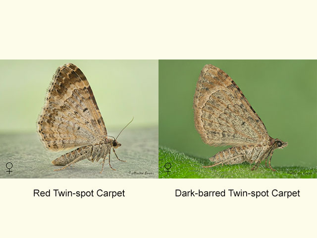  70.051 Red Twin-spot Carpet and Dark-barred Twin-spot Carpet Copyright Martin Evans 