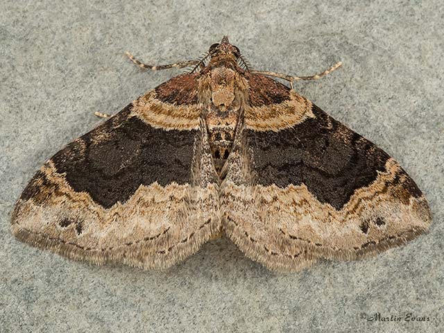  70.052 Dark-barred Twin-spot Carpet Copyright Martin Evans 