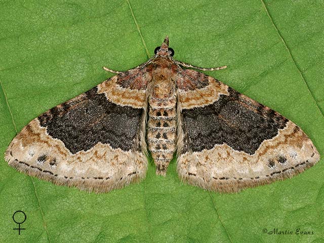 70.052 Dark-barred Twin-spot Carpet female Copyright Martin Evans 
