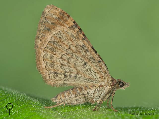  70.052 Dark-barred Twin-spot Carpet underside Copyright Martin Evans 