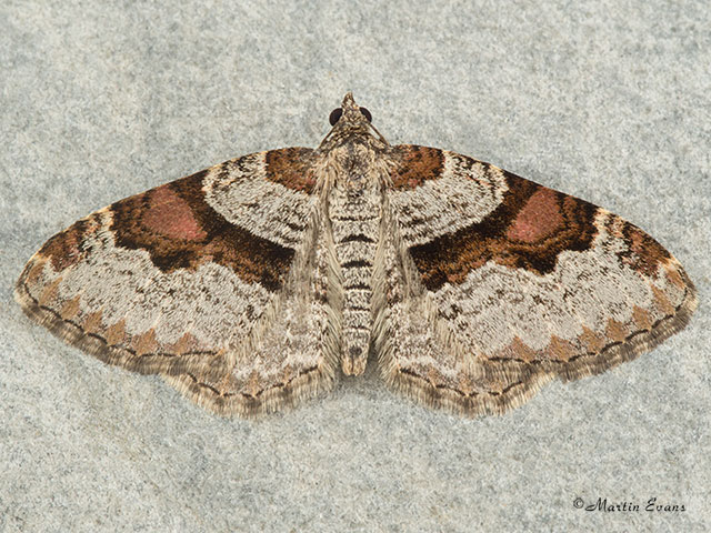  70.053 Flame Carpet Copyright Martin Evans 