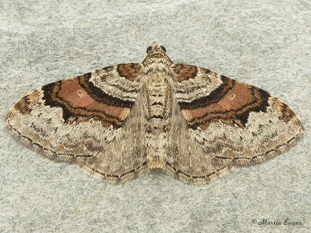  70.053 Flame Carpet Copyright Martin Evans 
