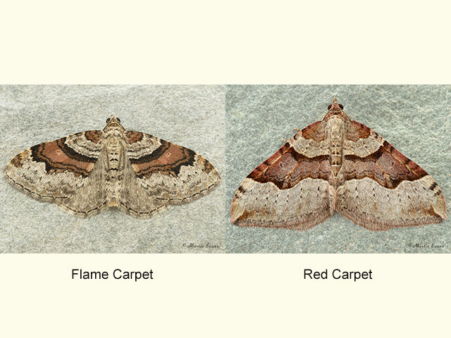  70.053 Flame Carpet and Red Carpet Copyright Martin Evans 