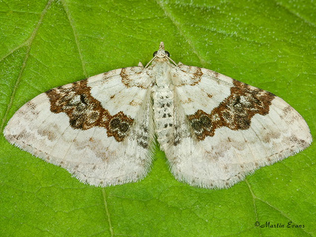  70.054 Silver-ground Carpet Copyright Martin Evans 