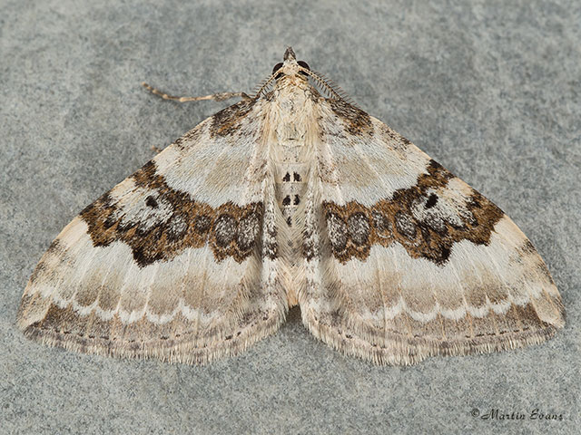  70.054 Silver-ground Carpet Copyright Martin Evans 