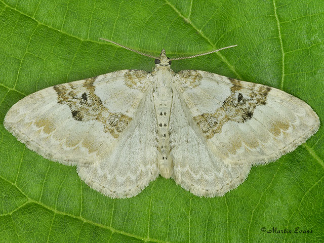  70.054 Silver-ground Carpet Copyright Martin Evans 