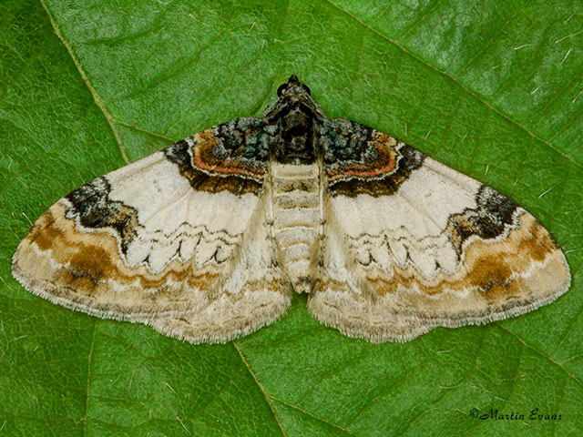  70.056 Royal Mantle Copyright Martin Evans 