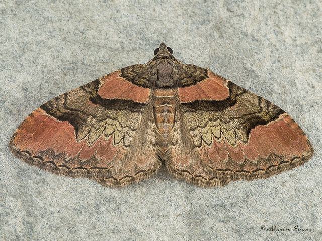  70.057 Ruddy Carpet Copyright Martin Evans 