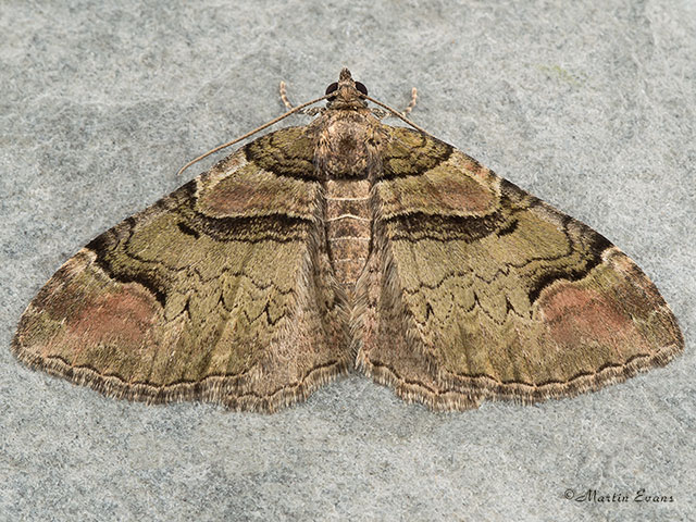  70.057 Ruddy Carpet green form Copyright Martin Evans 