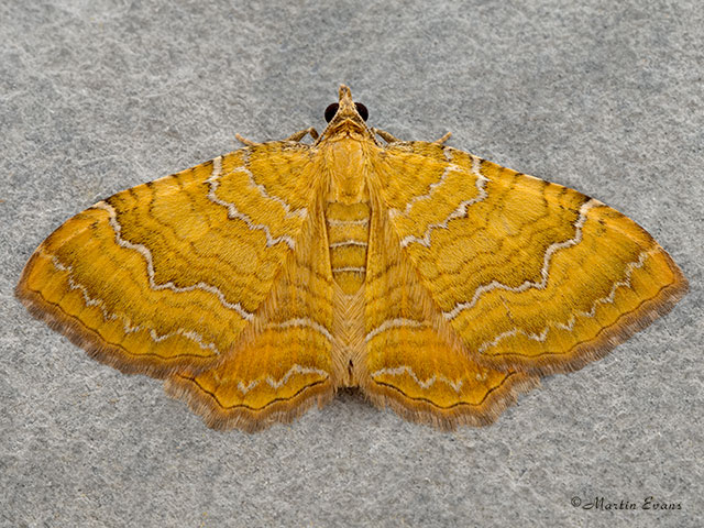  70.059 Yellow Shell Copyright Martin Evans 
