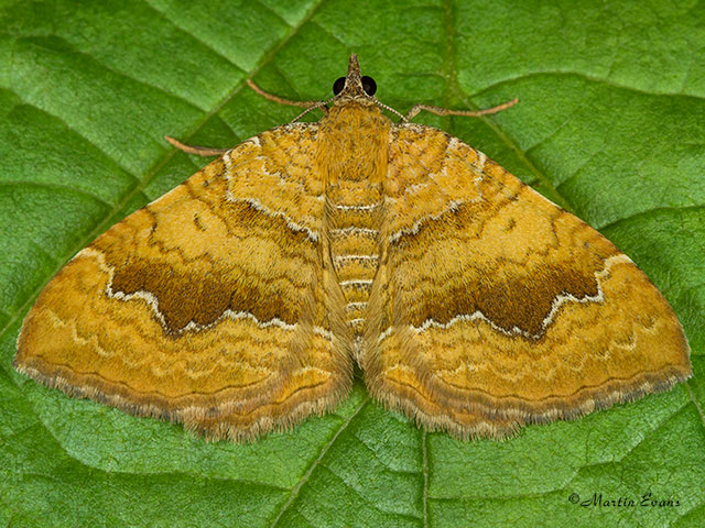  70.059 Yellow Shell Copyright Martin Evans 