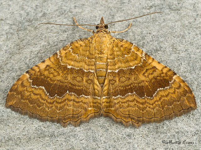  70.059 Yellow Shell Copyright Martin Evans 