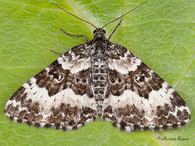  70.060 Small Argent and Sable Copyright Martin Evans 
