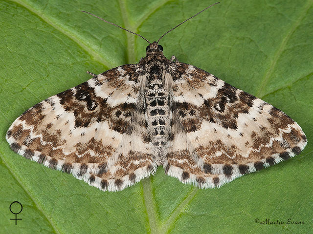  70.060 Small Argent and Sable female Copyright Martin Evans 