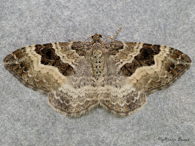  70.061 Common Carpet Copyright Martin Evans 
