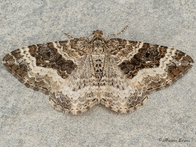  70.061 Common Carpet Copyright Martin Evans 