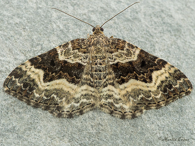  70.061 Common Carpet Copyright Martin Evans 